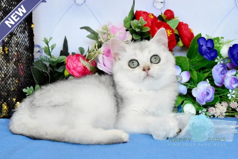 Sаm British Shorthair male black silver shaded live animals