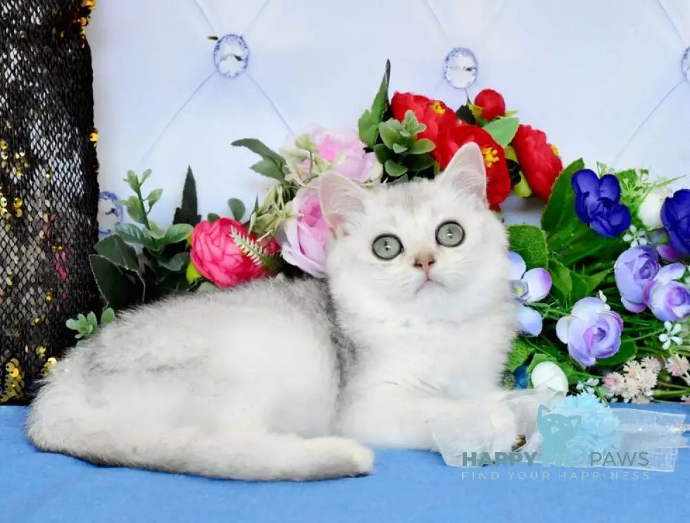 Sam British Shorthair male black silver shaded live animals