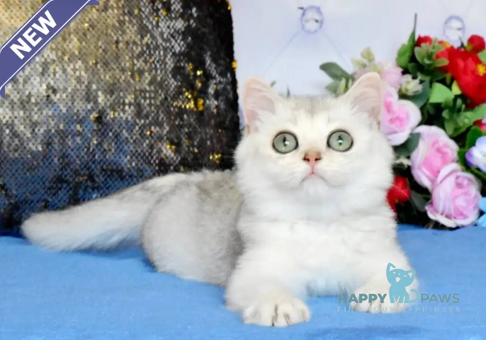 Sаm British Shorthair male black silver shaded live animals