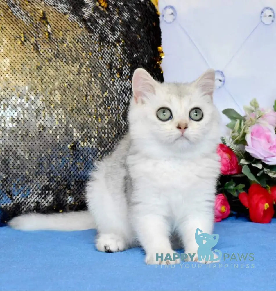 Sаm British Shorthair male black silver shaded live animals
