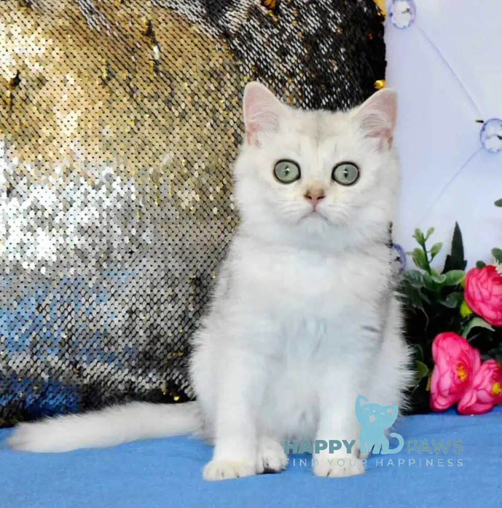 Sam British Shorthair male black silver shaded live animals