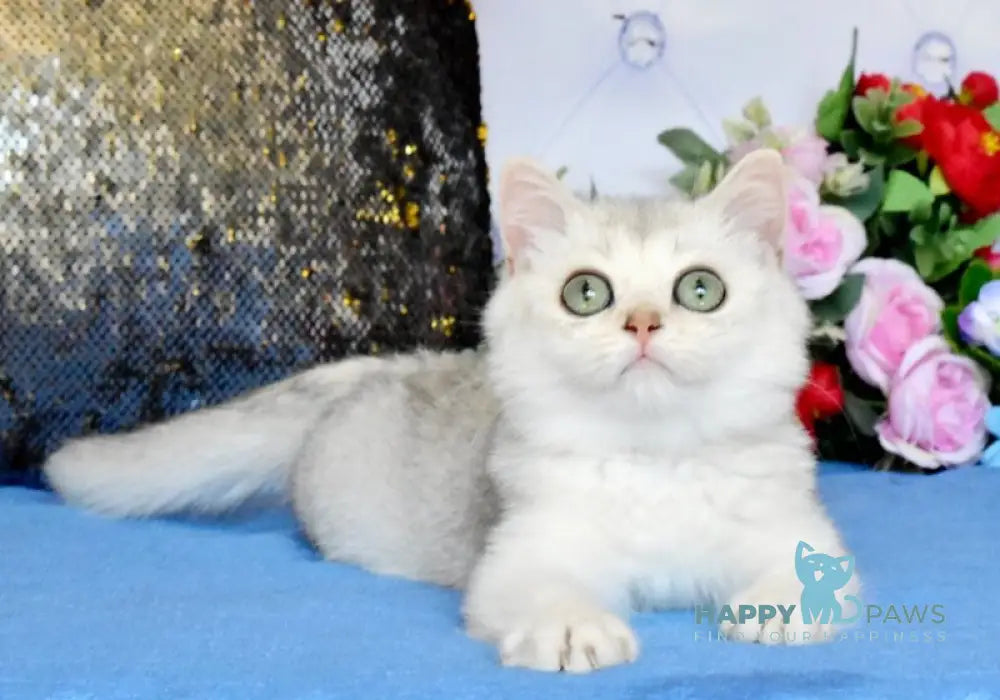 Sаm British Shorthair male black silver shaded live animals