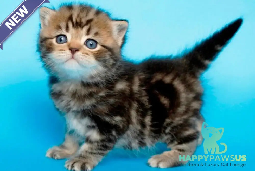 Sam British Shorthair male black tabby - live animals