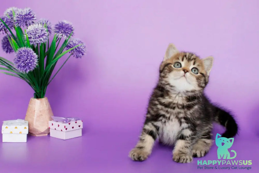 Sam British Shorthair male black tabby - live animals