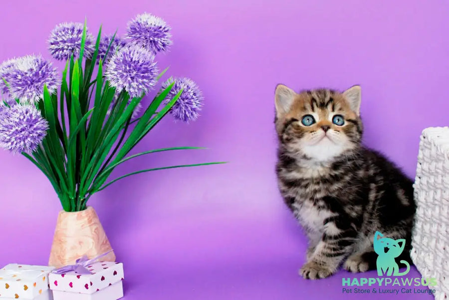 Sam British Shorthair male black tabby - live animals