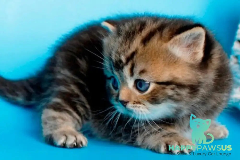 Sam British Shorthair male black tabby - live animals