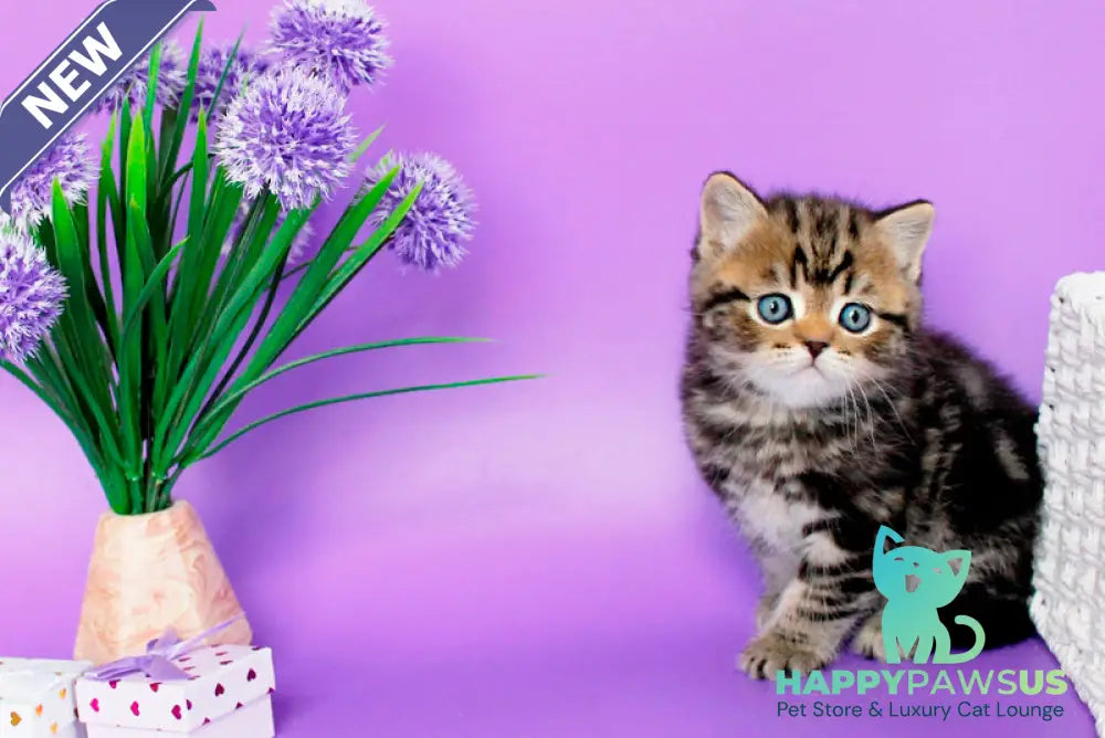 Sam British Shorthair male black tabby - live animals