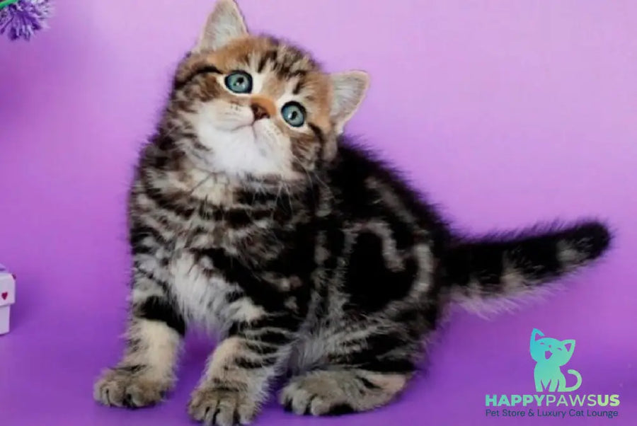 Sam British Shorthair male black tabby - live animals