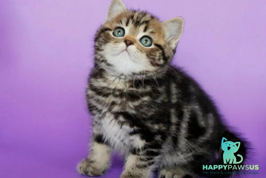Sam British Shorthair male black tabby - live animals