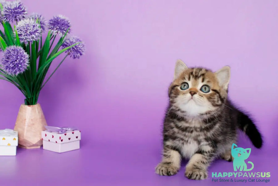 Sam British Shorthair male black tabby - live animals