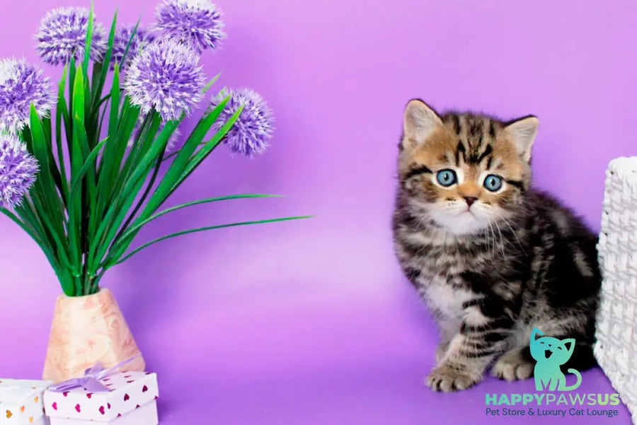 Sam British Shorthair male black tabby - live animals