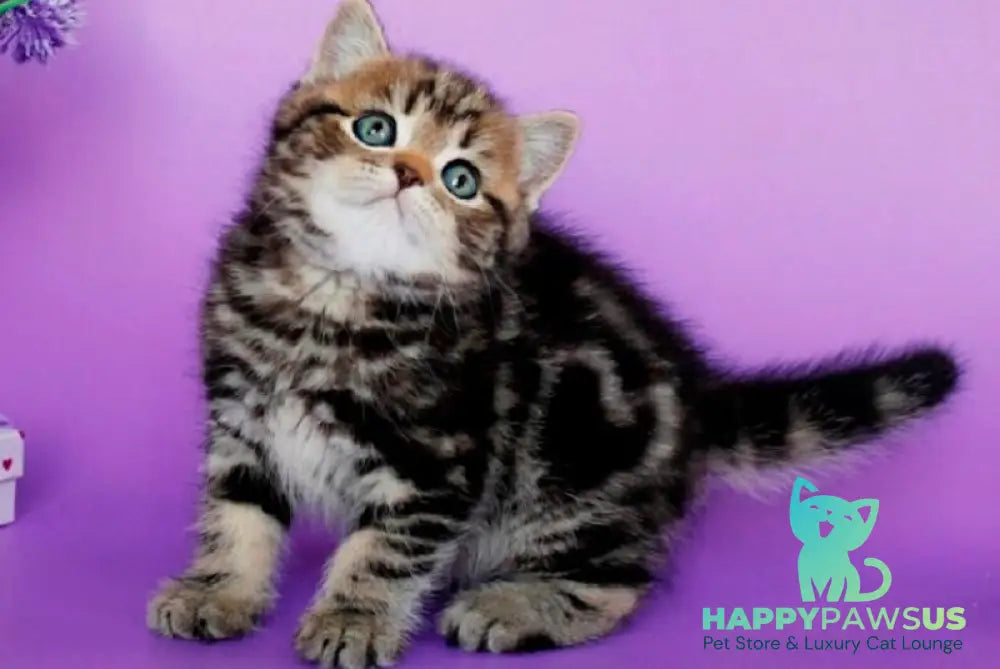 Sam British Shorthair male black tabby - live animals