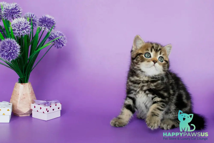 Sam British Shorthair male black tabby - live animals