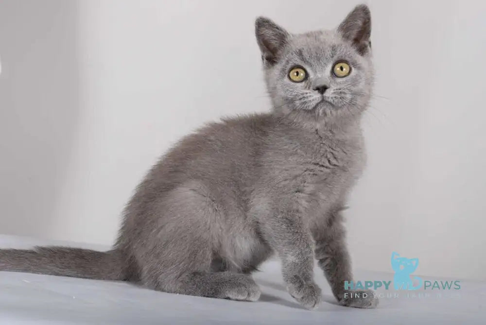 Sam British Shorthair male blue live animals
