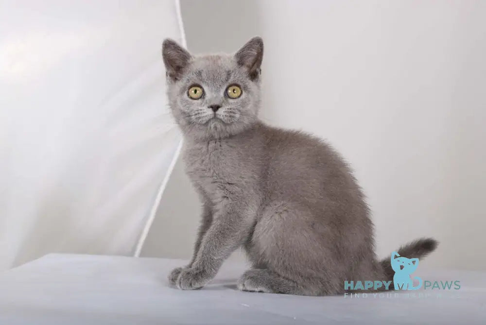 Sam British Shorthair male blue live animals