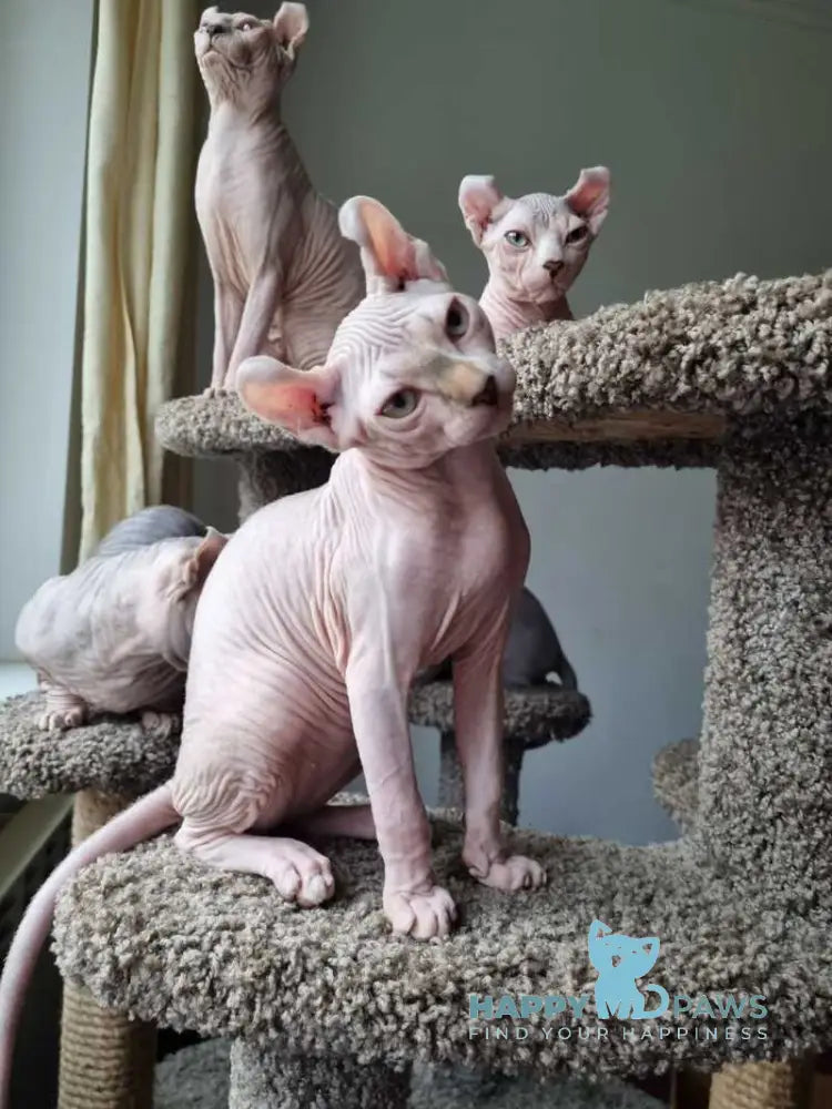 Sam Elf male chocolate bicolour tabby pointed live animals