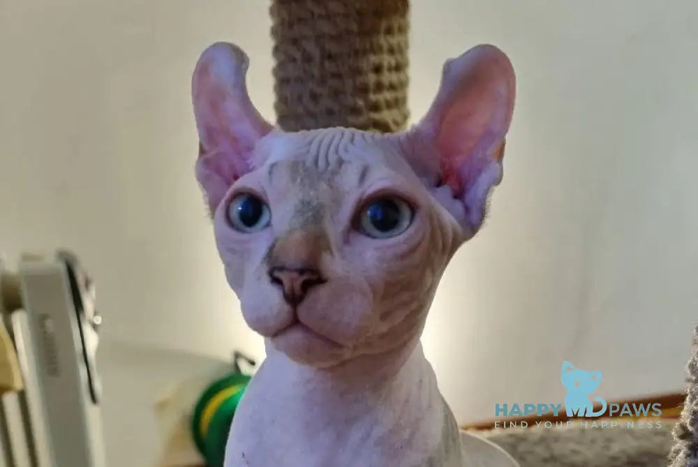 Sam Elf male chocolate bicolour tabby pointed live animals