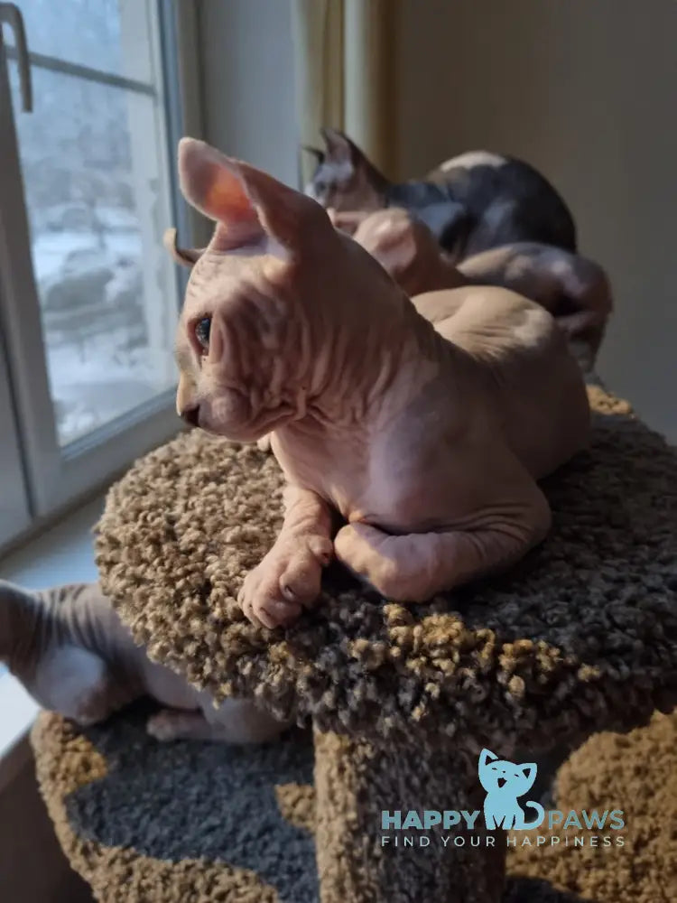 Sam Elf male chocolate bicolour tabby pointed live animals