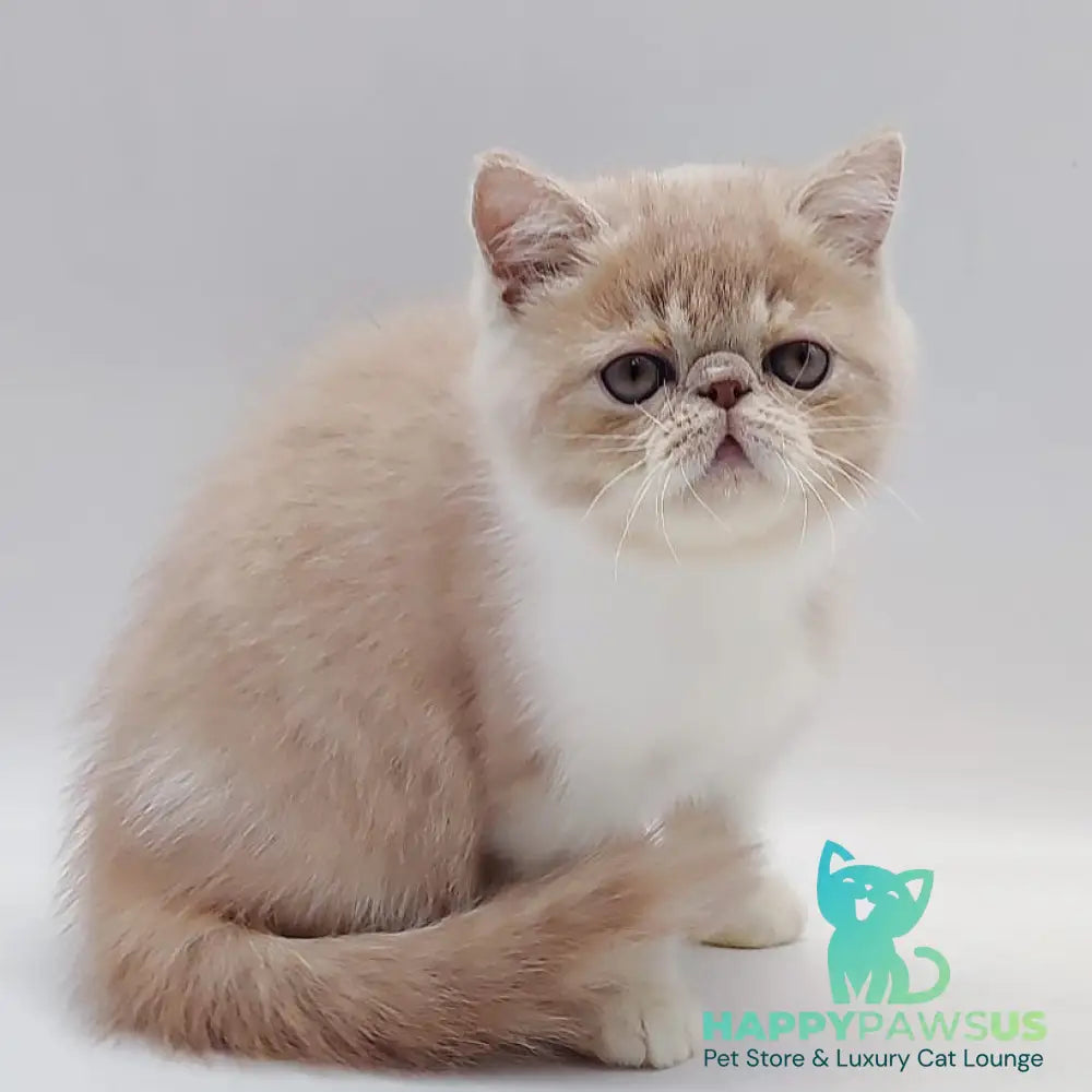 Sam Exotic male cream bicolour - live animals
