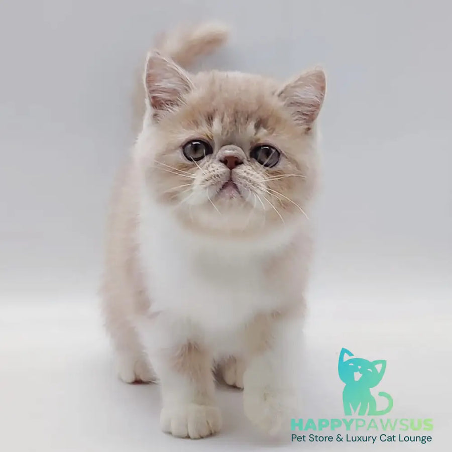 Sam Exotic male cream bicolour - live animals