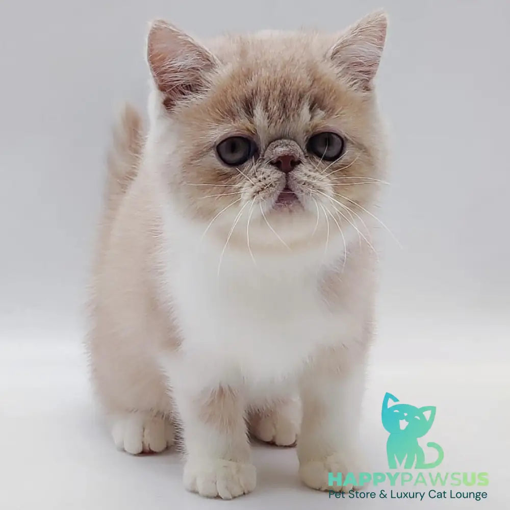 Sam Exotic male cream bicolour - live animals