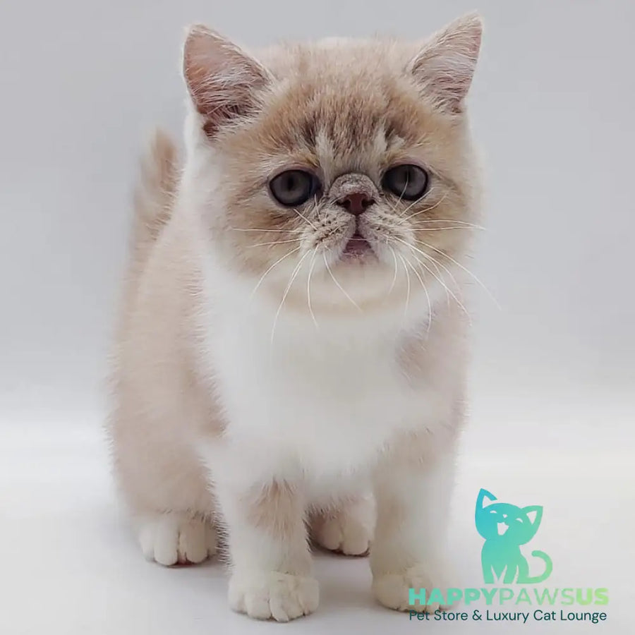 Sam Exotic male cream bicolour - live animals