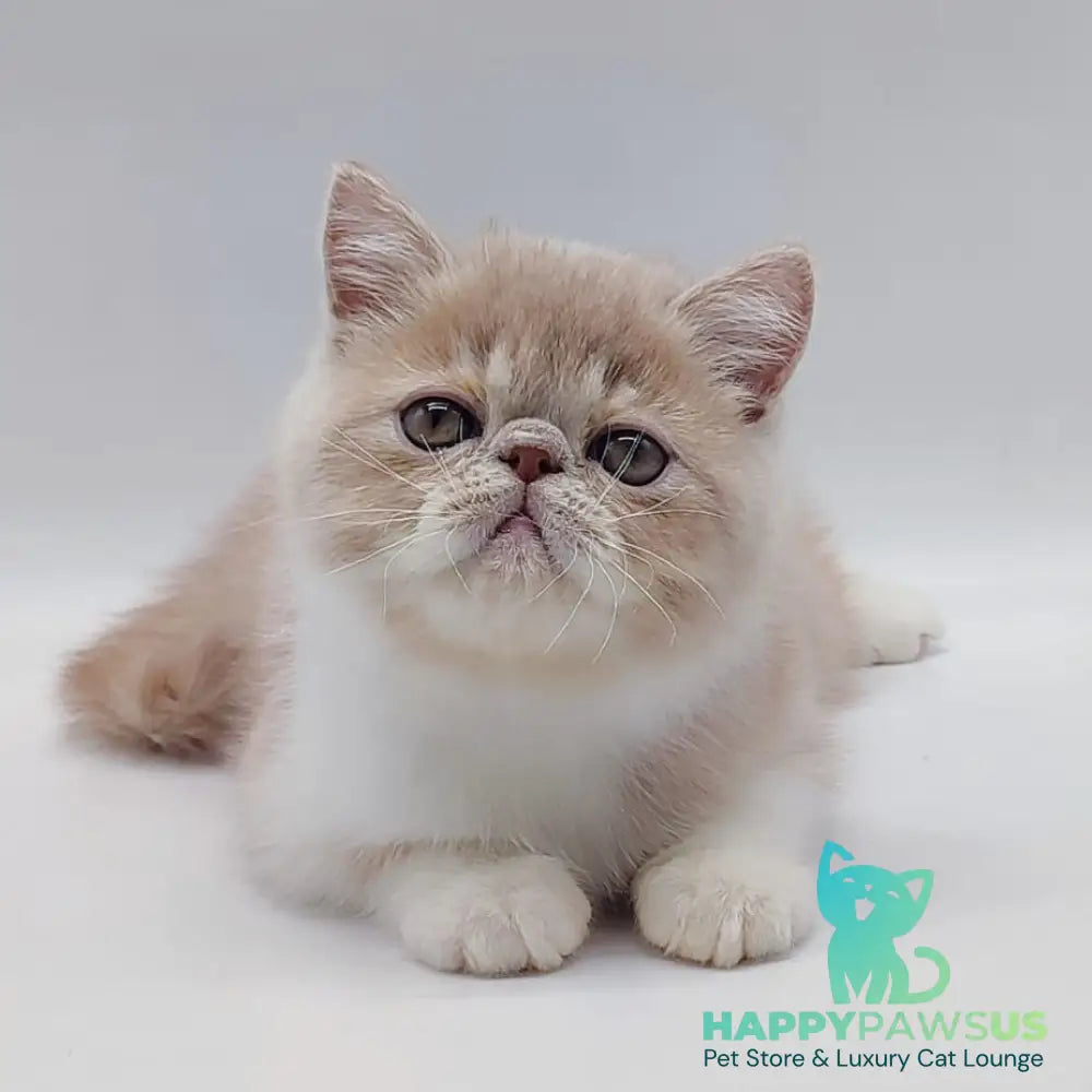 Sam Exotic male cream bicolour - live animals