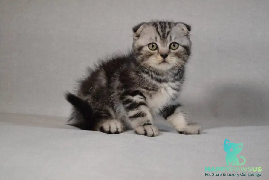 Sam Scottish Fold male black silver tabby - live animals