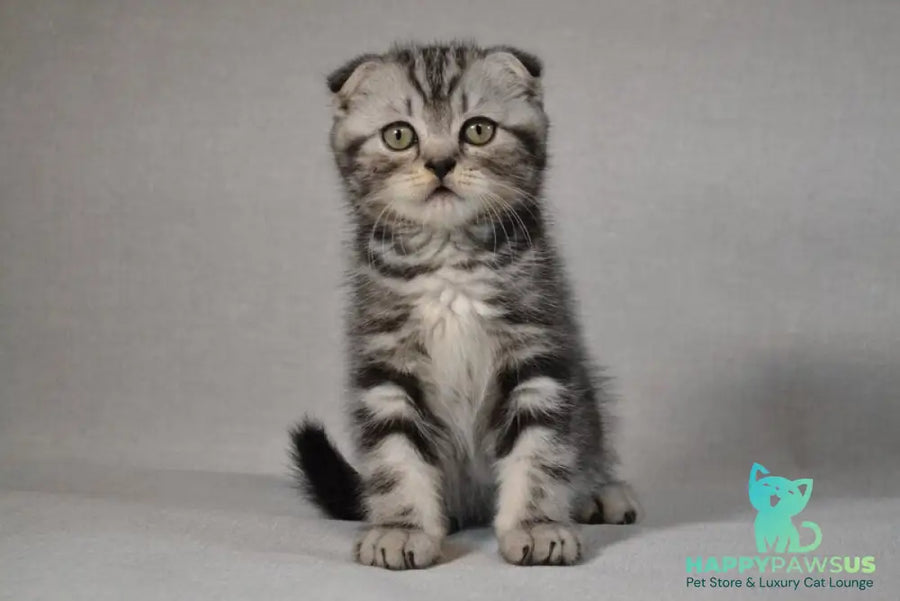 Sam Scottish Fold male black silver tabby - live animals