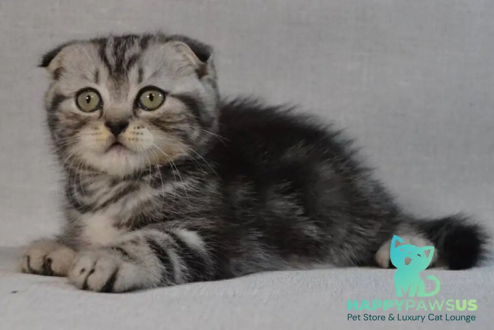 Sam Scottish Fold male black silver tabby - live animals