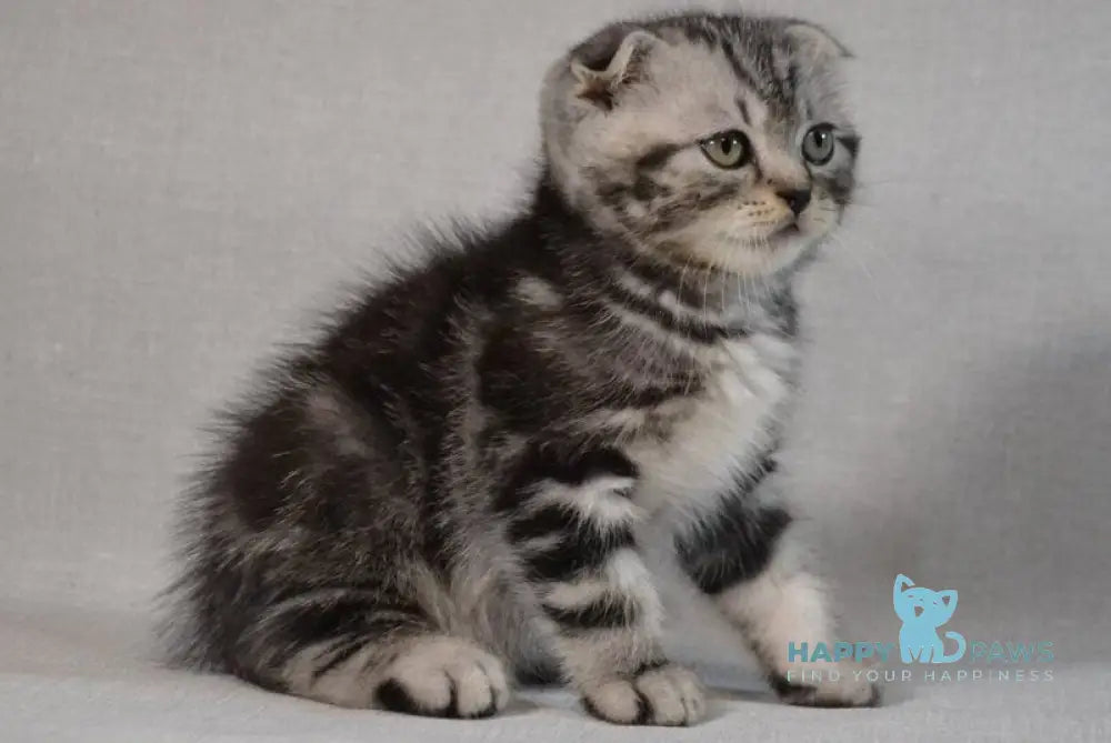 Sam Scottish Fold male black silver tabby - live animals
