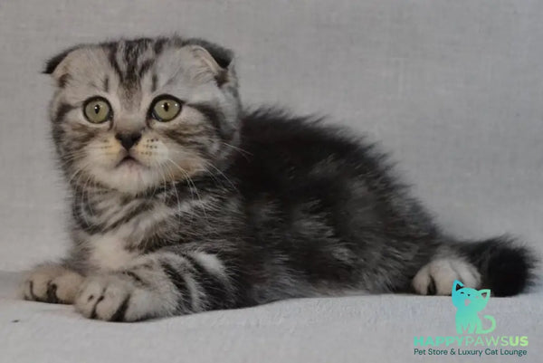 Sam Scottish Fold male black silver tabby - live animals