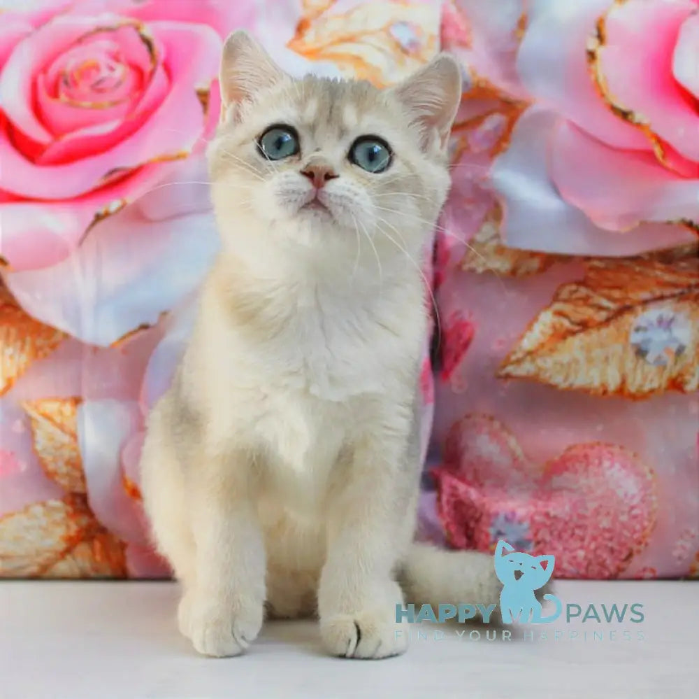 Samanta British Shorthair female blue golden shaded live animals