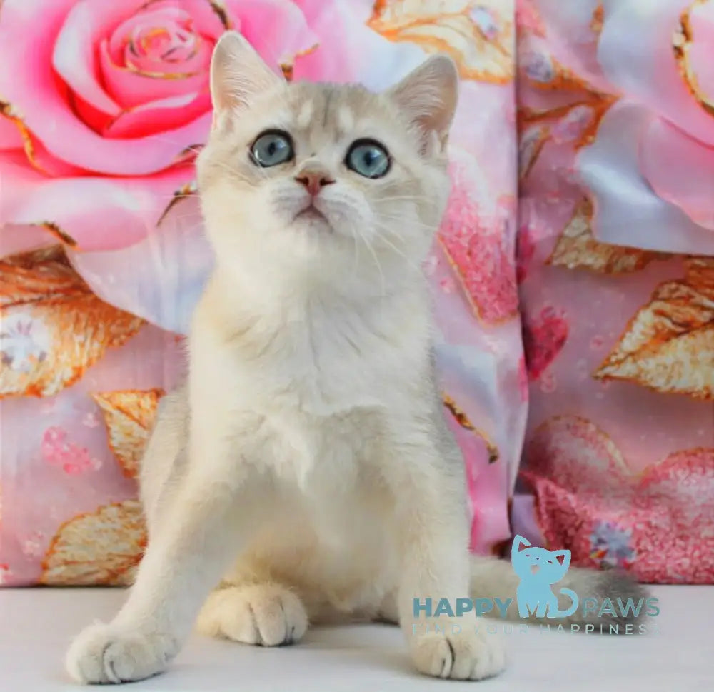 Samanta British Shorthair female blue golden shaded live animals