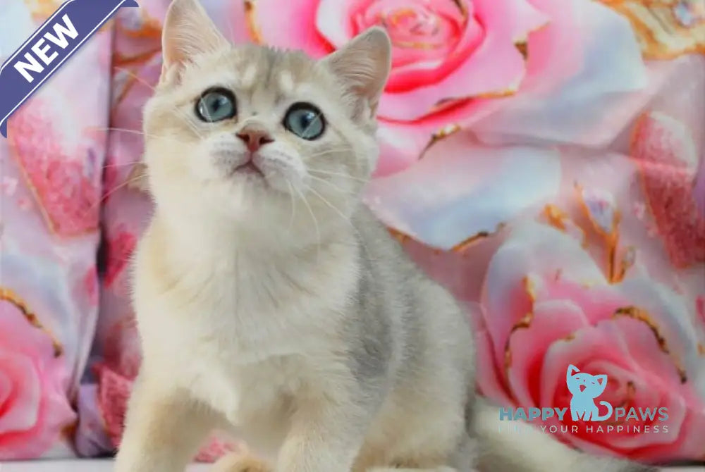 Samanta British Shorthair female blue golden shaded live animals