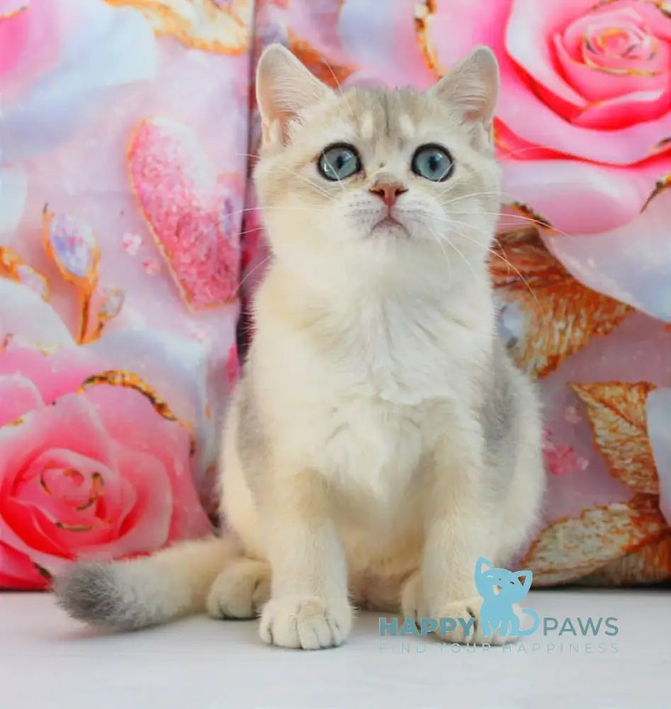 Samanta British Shorthair female blue golden shaded live animals
