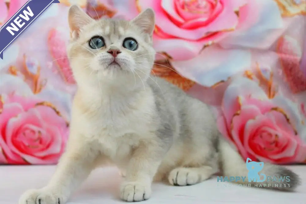 Samanta British Shorthair female blue golden shaded live animals