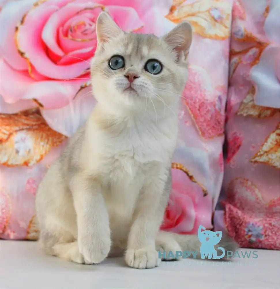 Samanta British Shorthair female blue golden shaded live animals