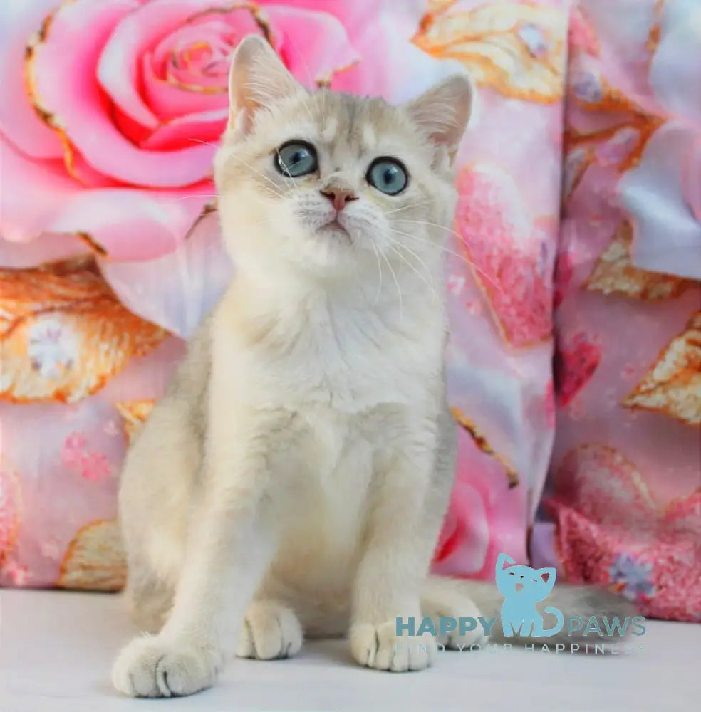 Samanta British Shorthair female blue golden shaded live animals