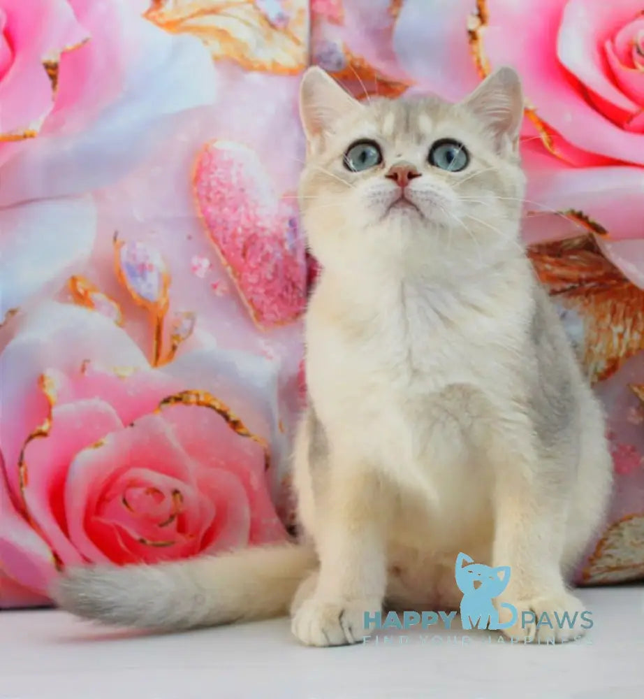Samanta British Shorthair female blue golden shaded live animals