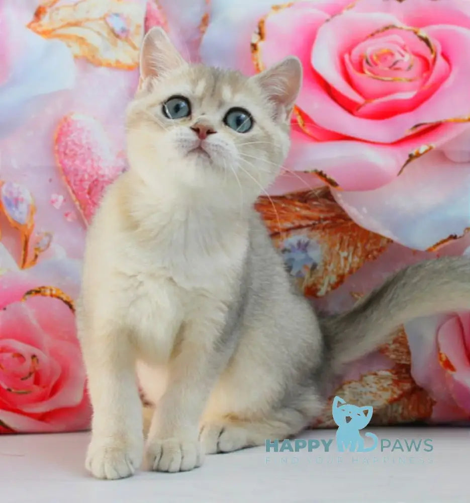 Samanta British Shorthair female blue golden shaded live animals