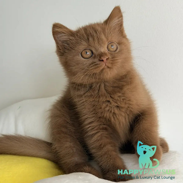 Samanta British Shorthair female cinnamon - live animals
