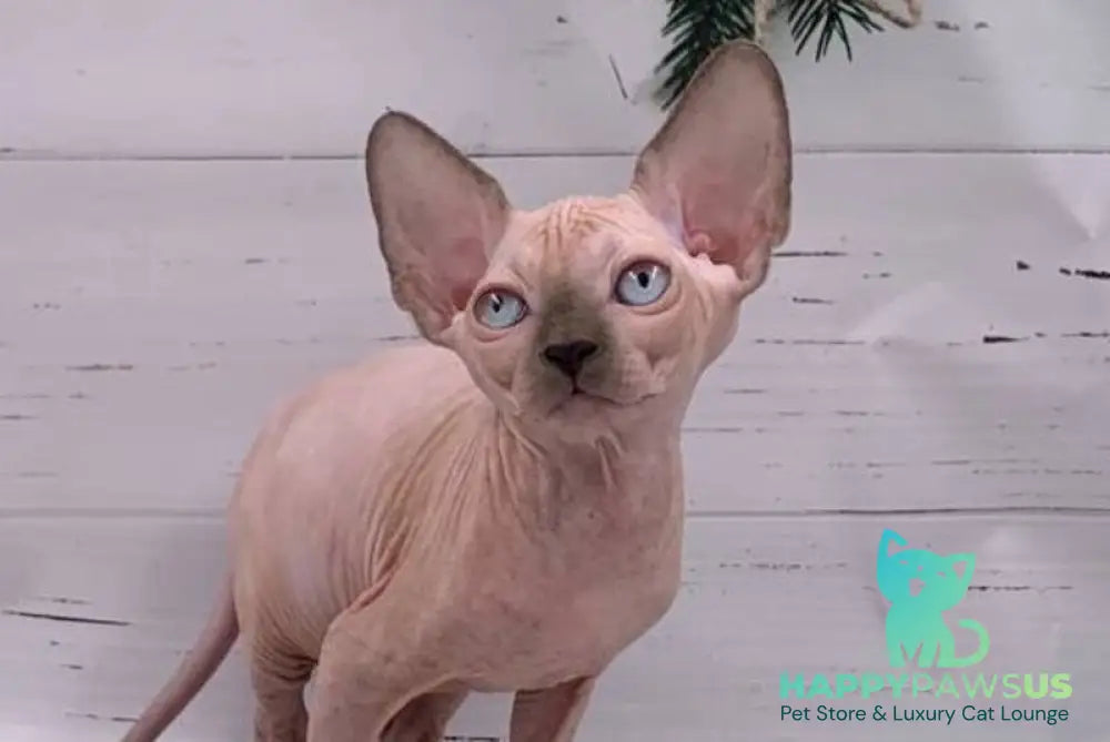 Samanta Canadian Sphynx female blue pointed live animals
