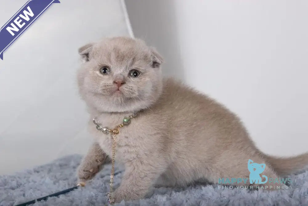Samanta Scottish Fold female lilac live animals