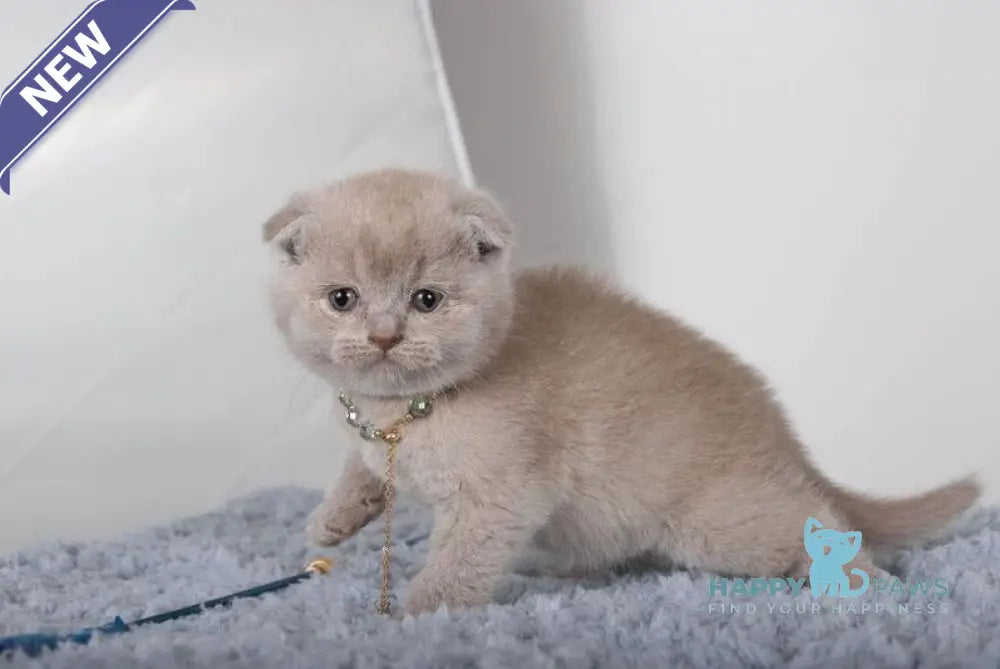 Samanta Scottish Fold female lilac live animals