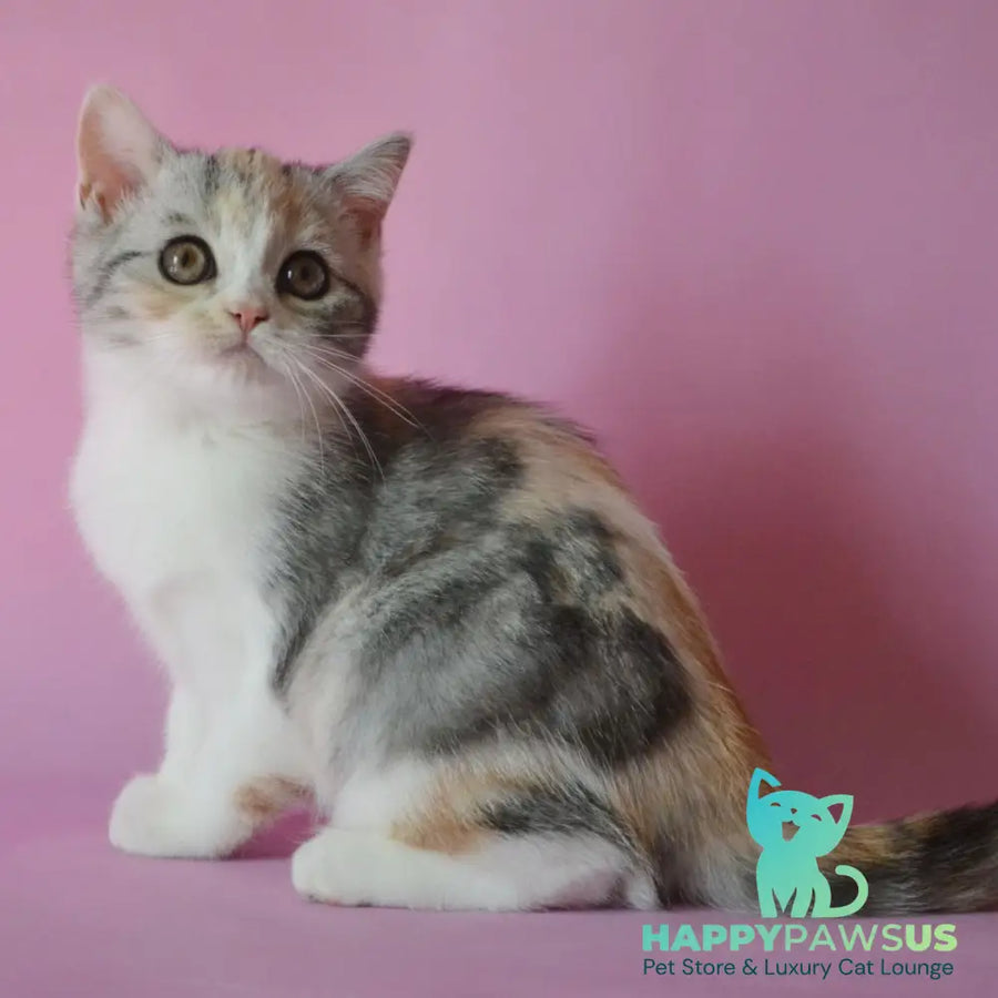 Samanta Scottish Straight female black tortie silver tabby bicolour - live animals