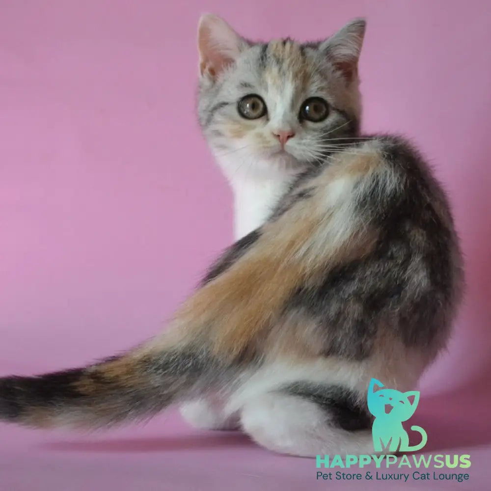 Samanta Scottish Straight female black tortie silver tabby bicolour - live animals