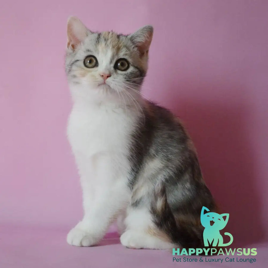 Samanta Scottish Straight female black tortie silver tabby bicolour - live animals