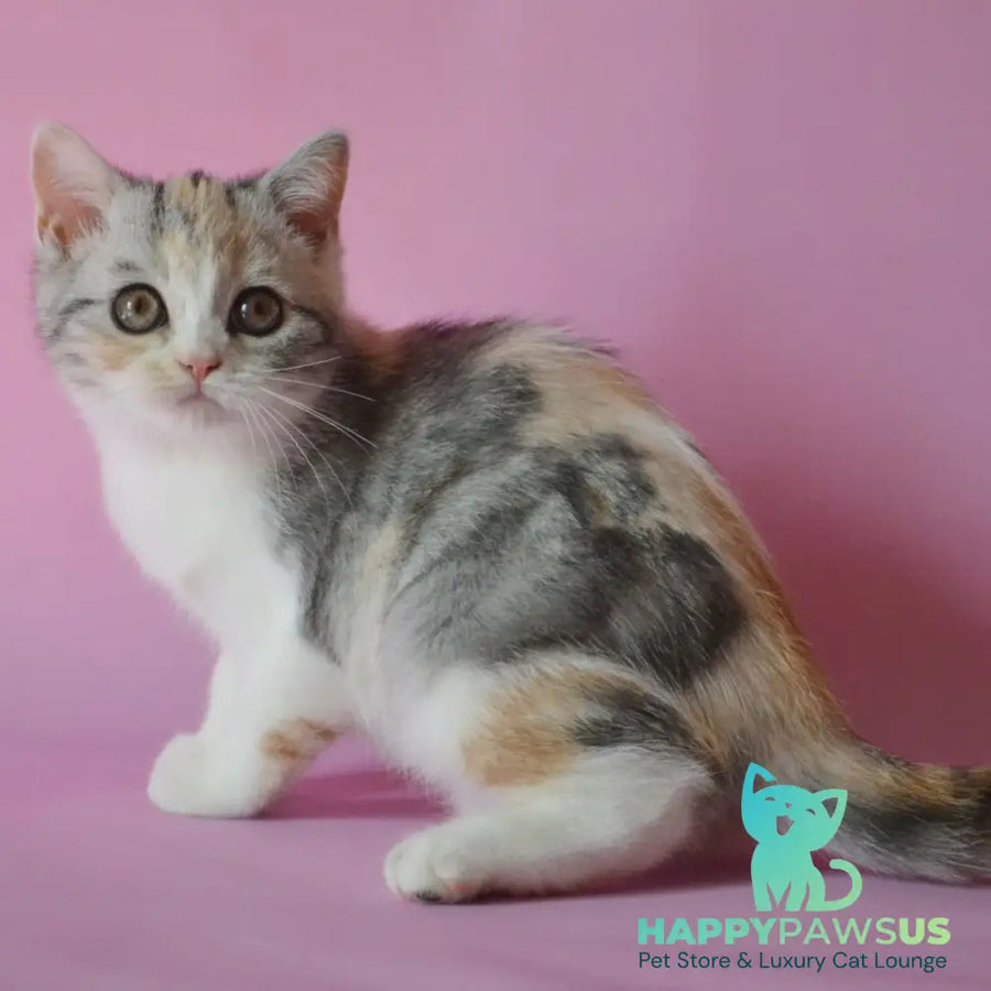 Samanta Scottish Straight female black tortie silver tabby bicolour - live animals