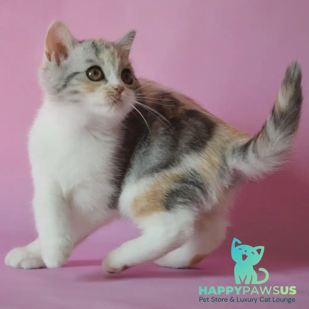 Samanta Scottish Straight female black tortie silver tabby bicolour - live animals